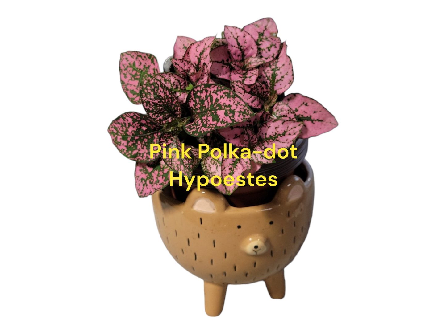 Pink Polka Dot Hypoestes 3 inch pot. Photos b4 Shipping.