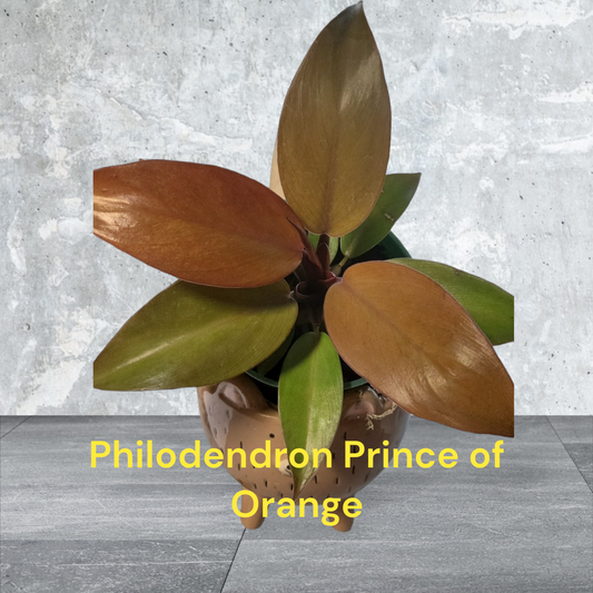 Philodendron Prince of Orange in a four inch nursery pot. Photos before shipping