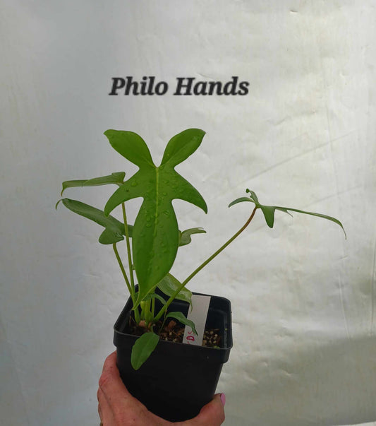 Philodendron Pedatum Growing in four inch pot. Photos b4 Shipping