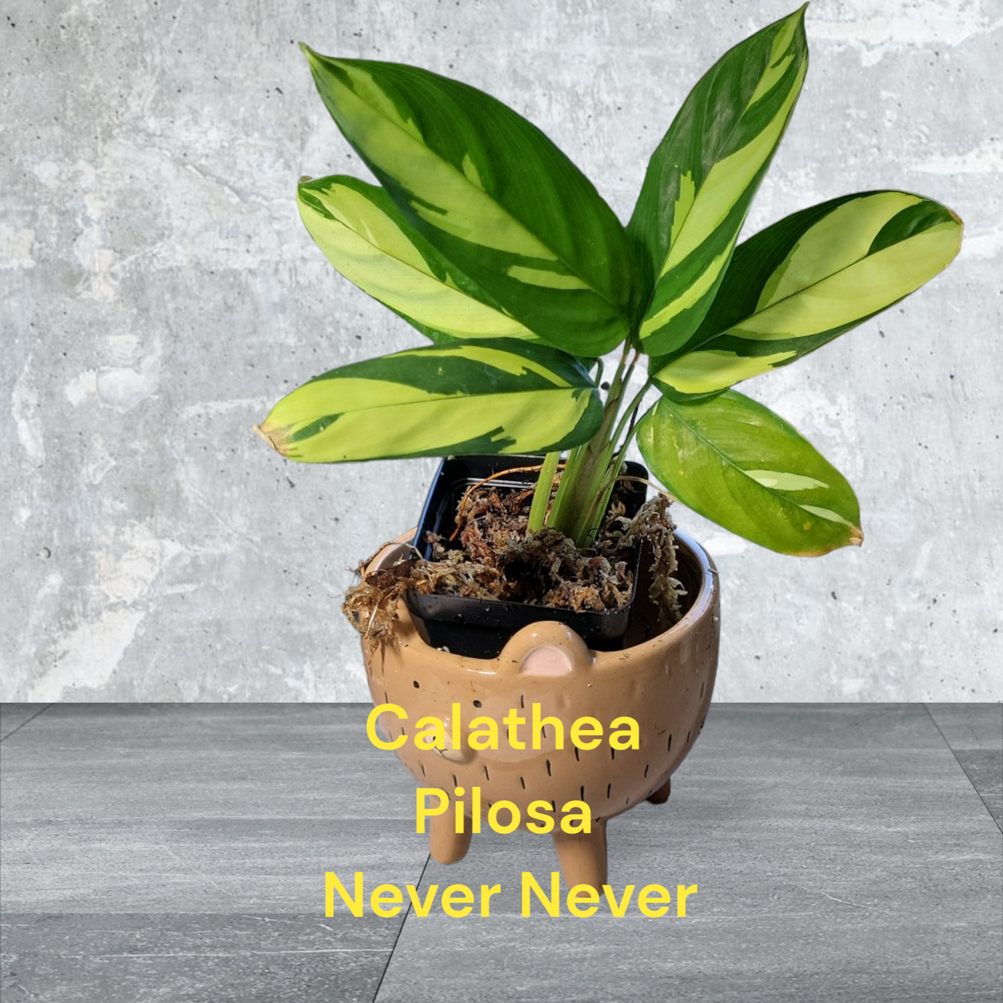 Calathea Pilosa Never Never Plant