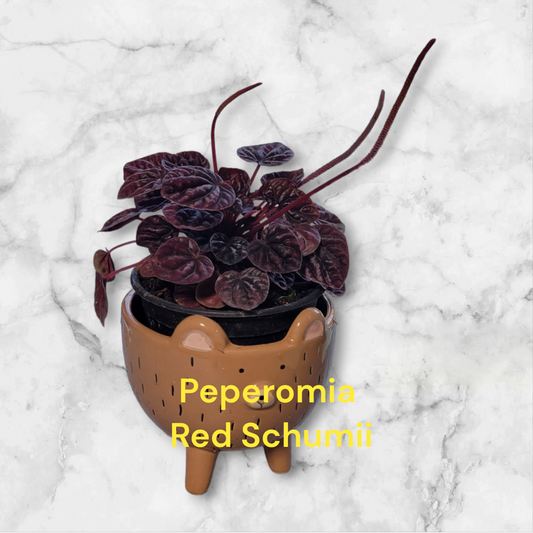 Peperomia Red Schumii three inch pot. Photo b4 shipping