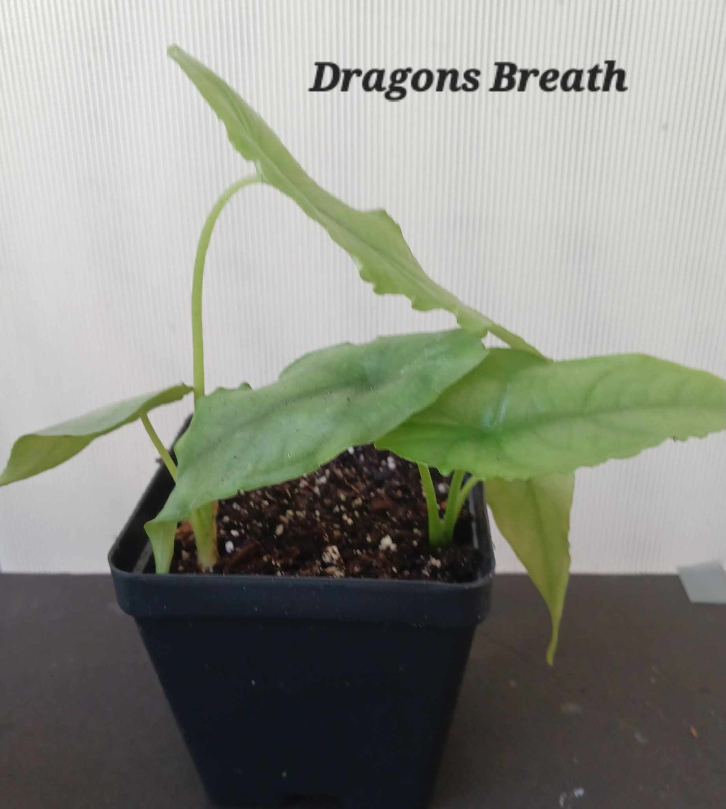 Alocasia Dragon Breath two plants per pot. Photos b4 Shipping