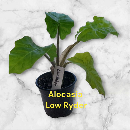 Alocasia Low Ryder in four inch pot.  Photo b4 shipping