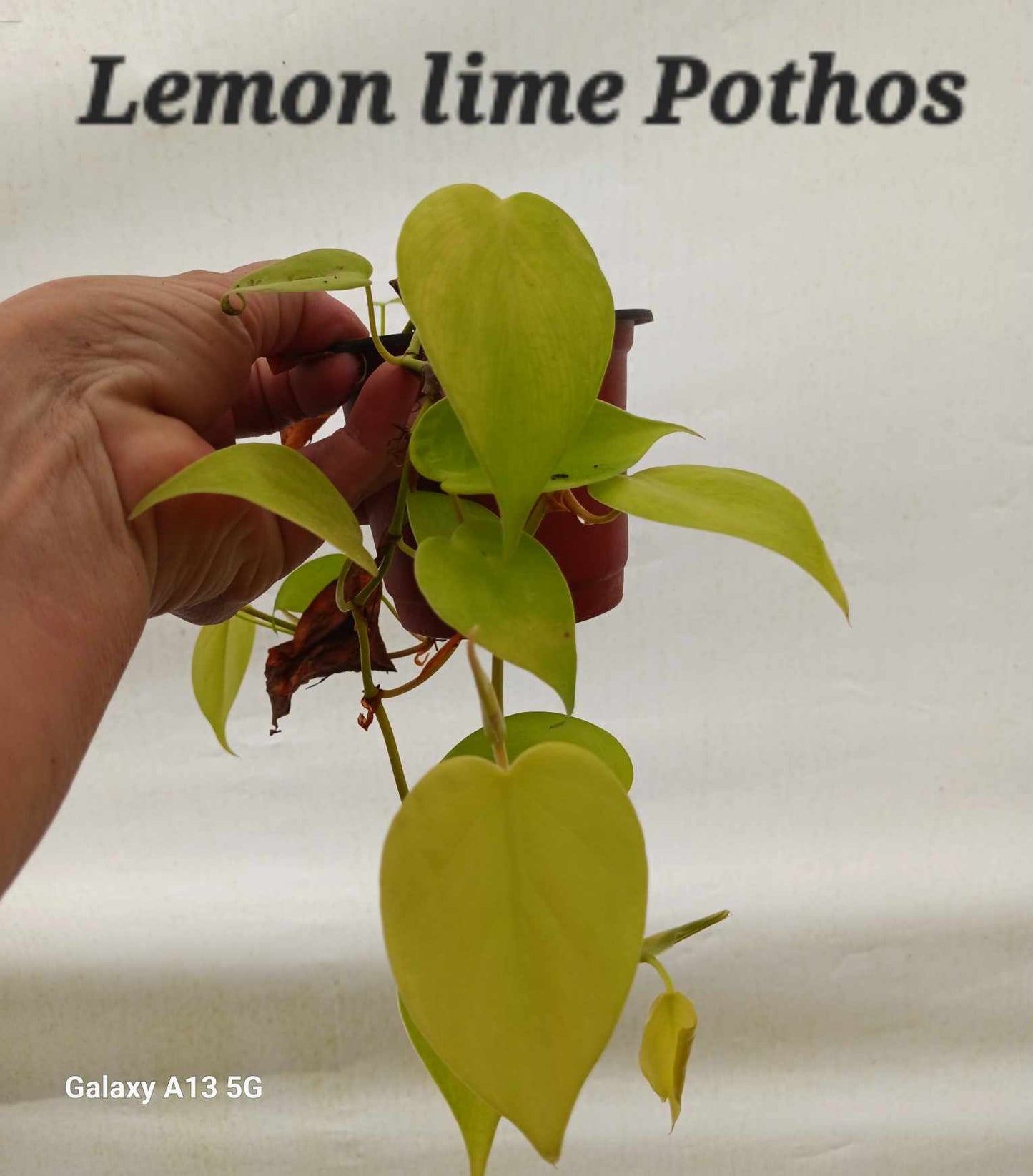 Epipremnum Pothos Lemon Lime three inch pot. Photos b4 Shipping