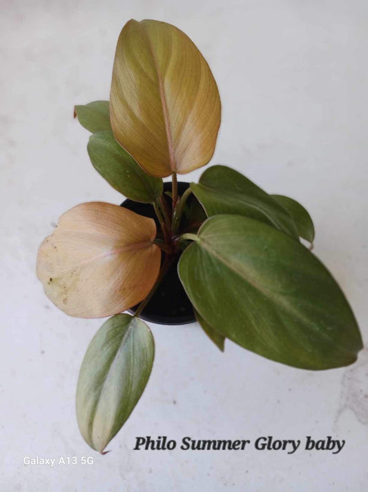 Philodendron Summer Glory four inch pots