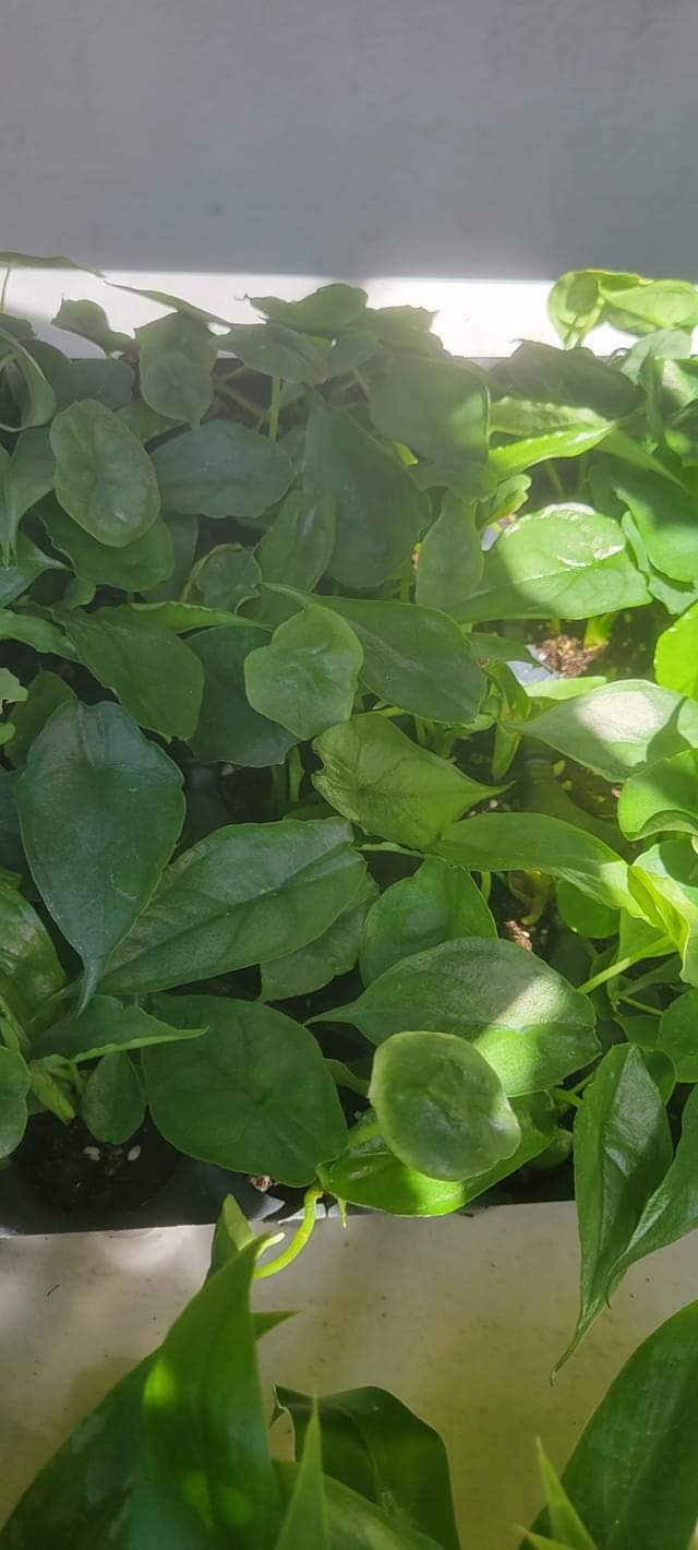 BOGO Alocasia Dragon Scale starter plants in two inch pots. Photos b4 Shipping