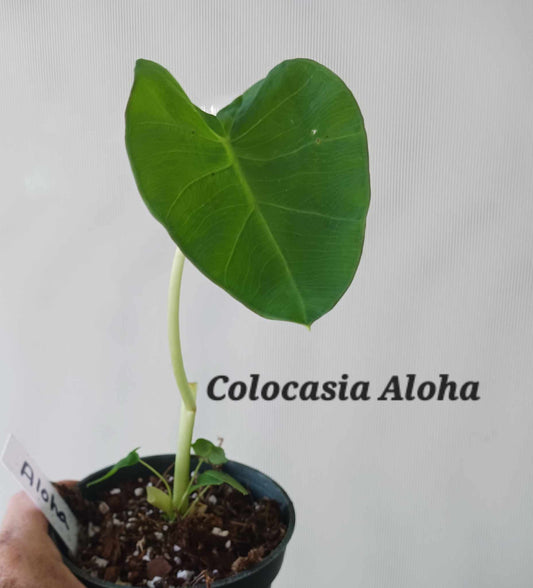 Colocasia Aloha