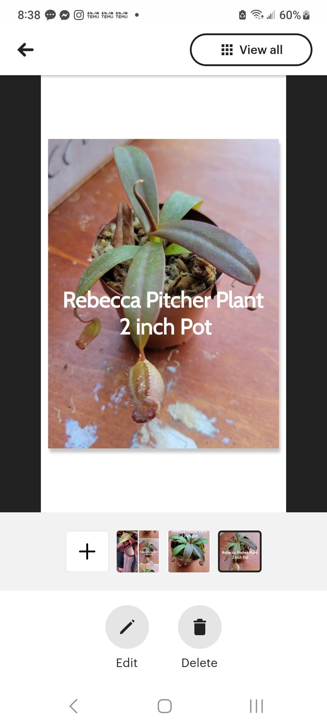 Nepenthes Rebecca Sopher Pitcher Plant starter plants two inch pots. Photos b4 Shipping.